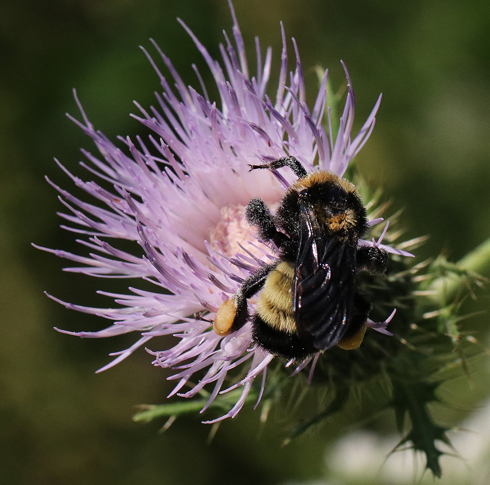 Bumble bee on native field thistle