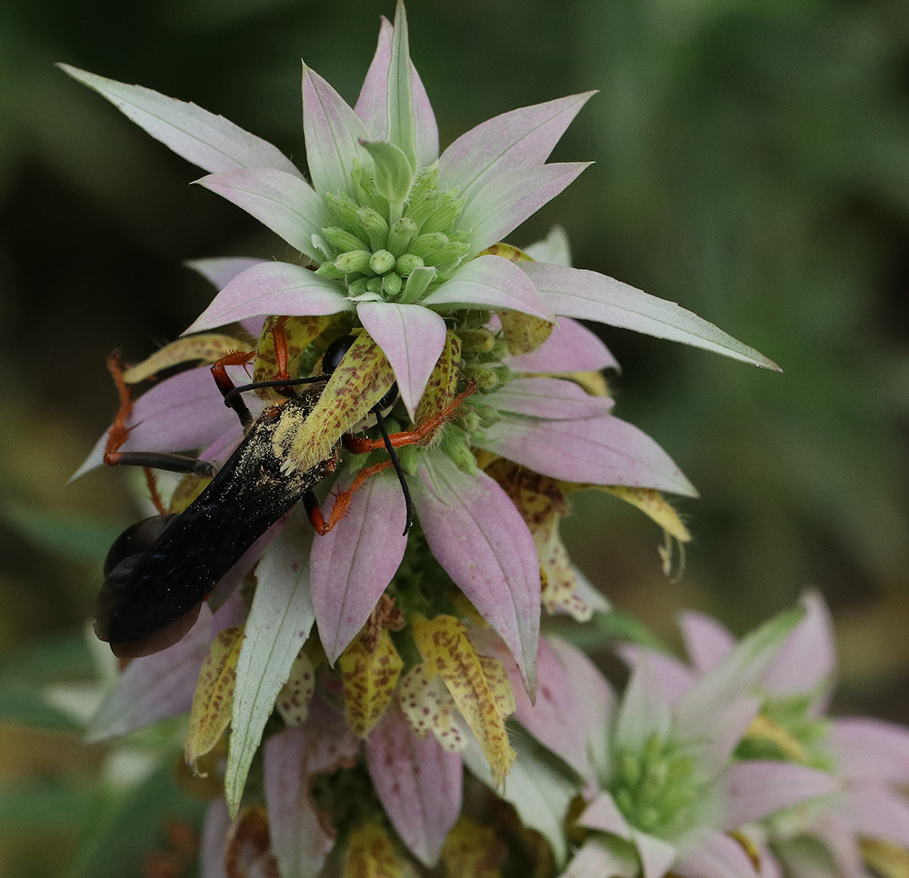 wasp on horsemint