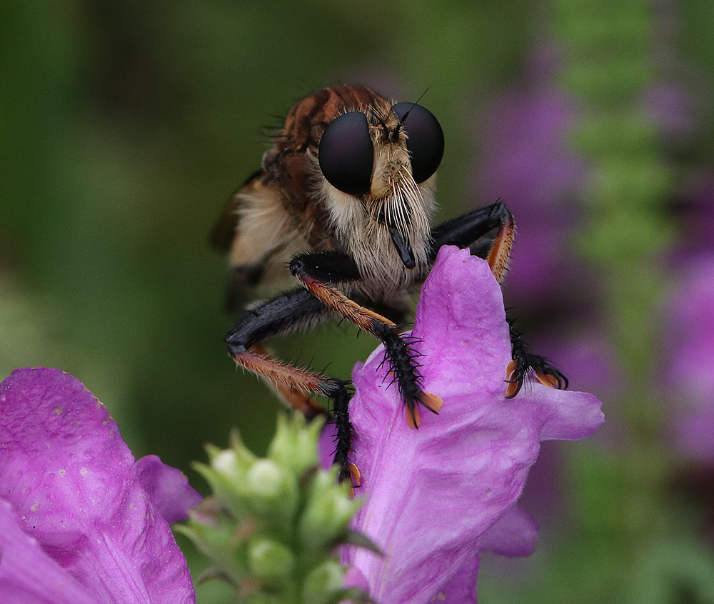 A bee panther, one of our robber fly species, perches on obedient plant.