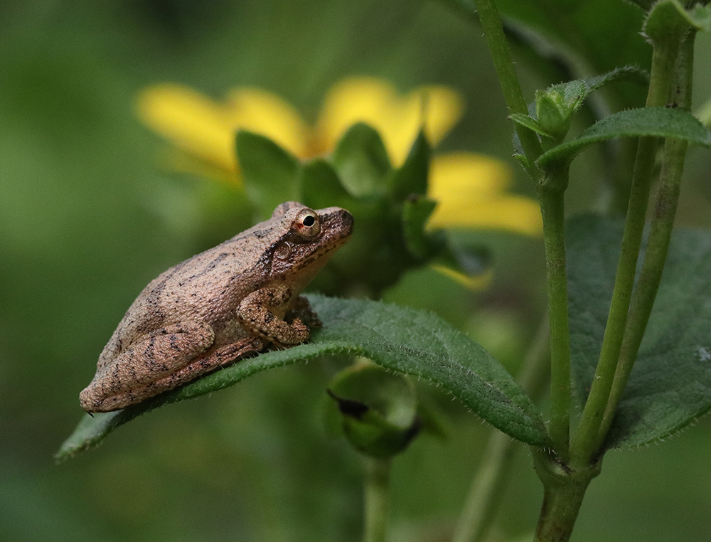 spring peeper on cup plant