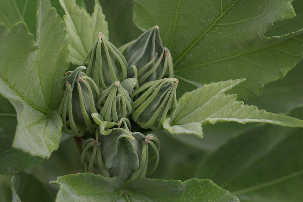 flower buds of swamp rose mallow