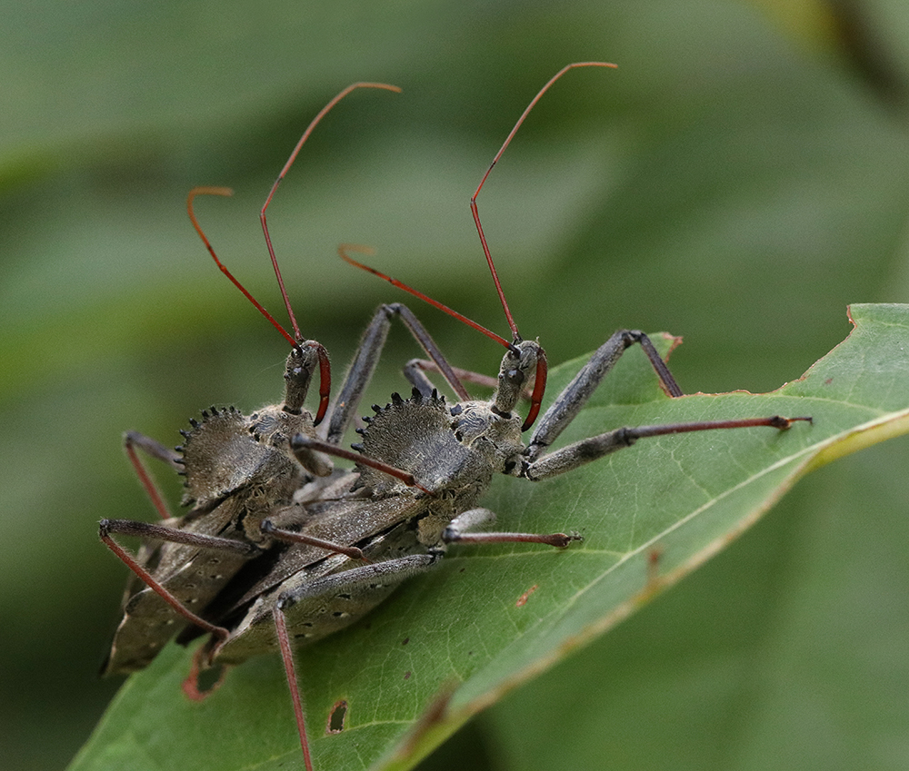 mating wheel bugs