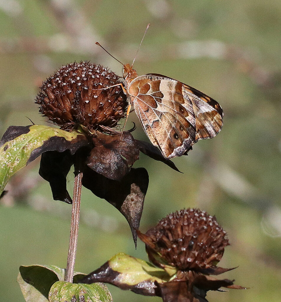 variegated fritillary butterfly