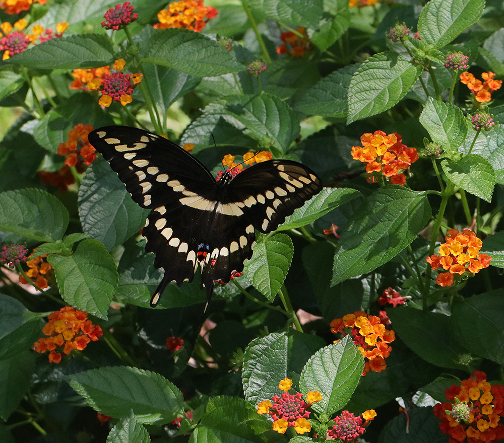 Giant swallowtail butterfly on lantana. 