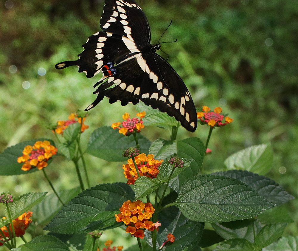 Giant swallowtail butterfly on lantana. 