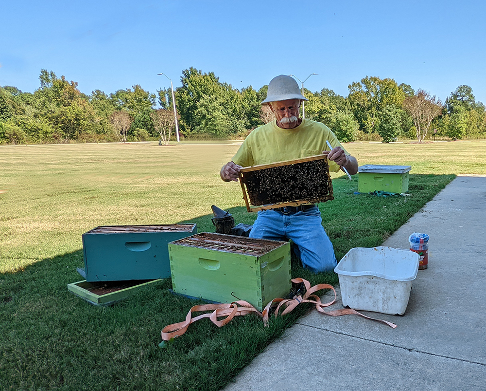 removing frame from honey bee hive
