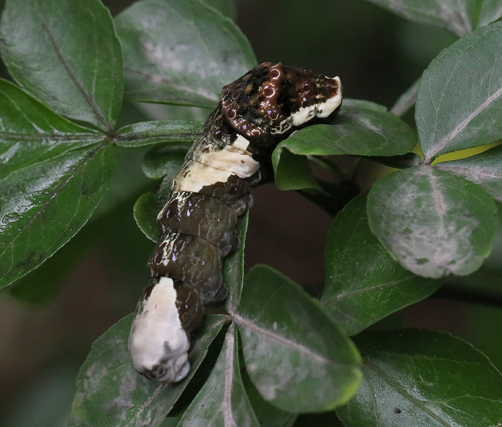Giant swallowtail caterpillars mimic bird poop to repel potential predators. 