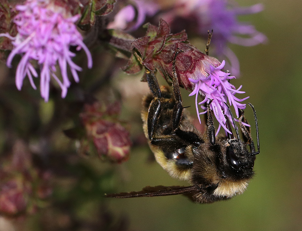 American bumble bee foraging on Appalachian blazing star. 