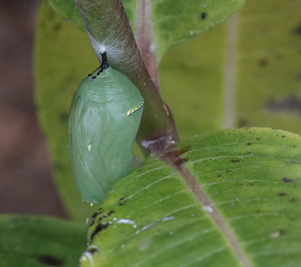 Monarch chrysalis on common milkweed