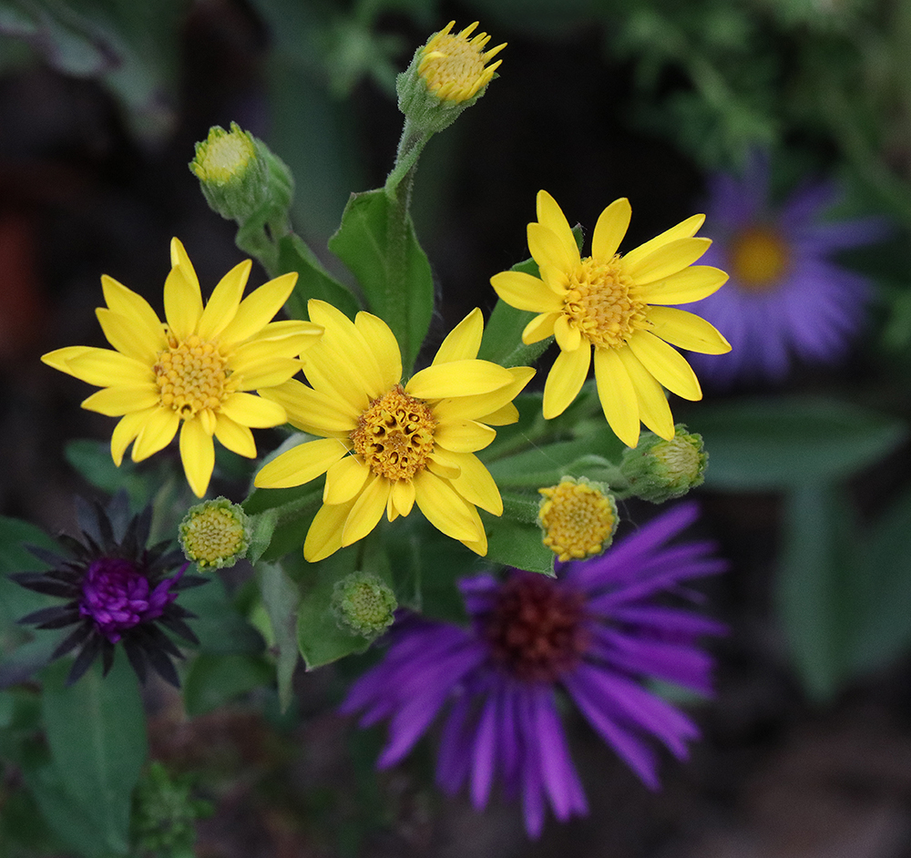 Maryland golden aster and New England aster. 
