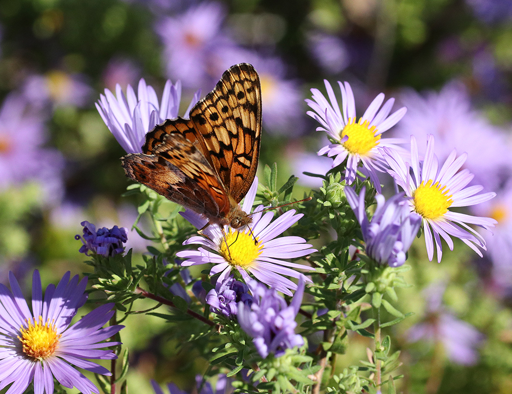 Variegated fritillary on aromatic aster