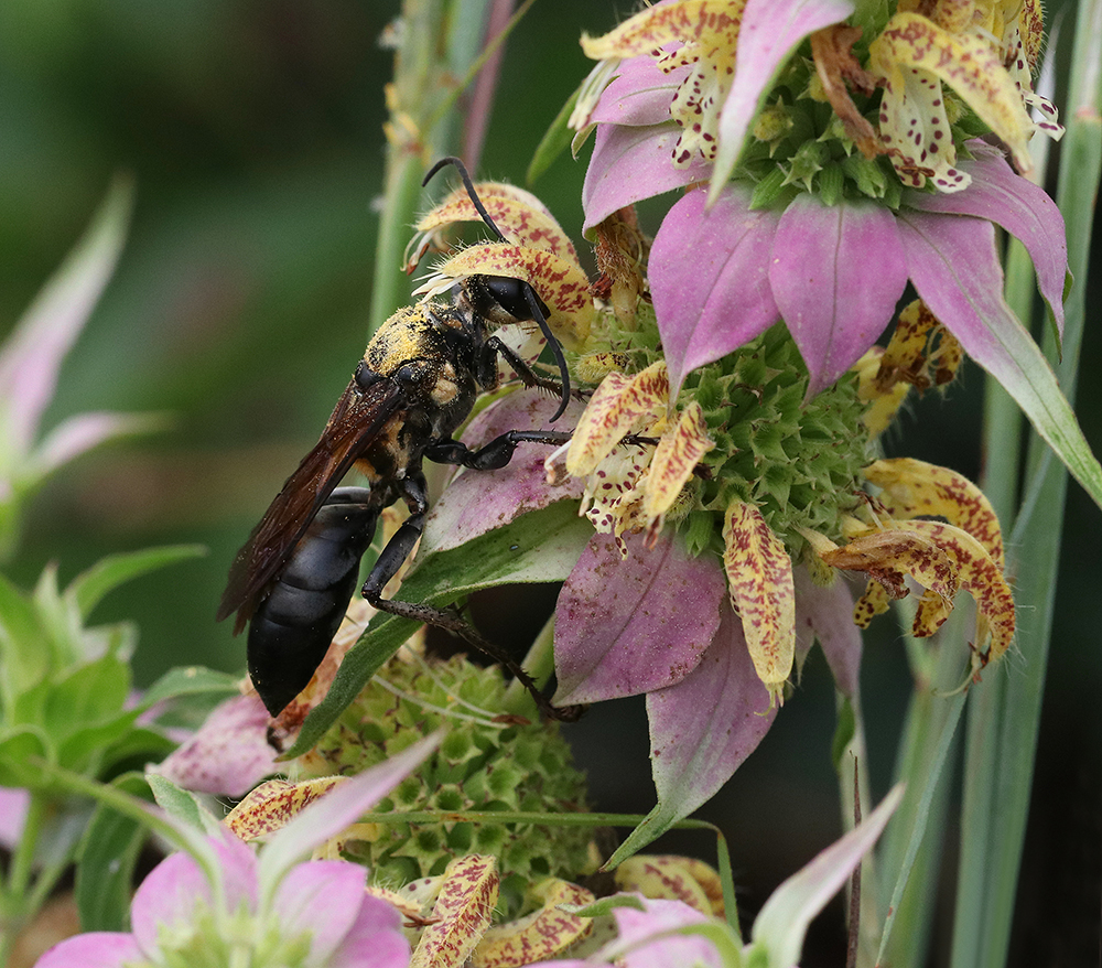 Golden-reined digger wasp on spotted horsemint.