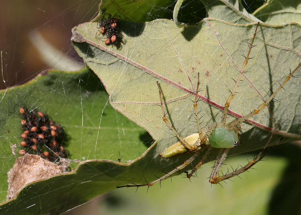 Green lynx spider with egg sac and spiderlings. 