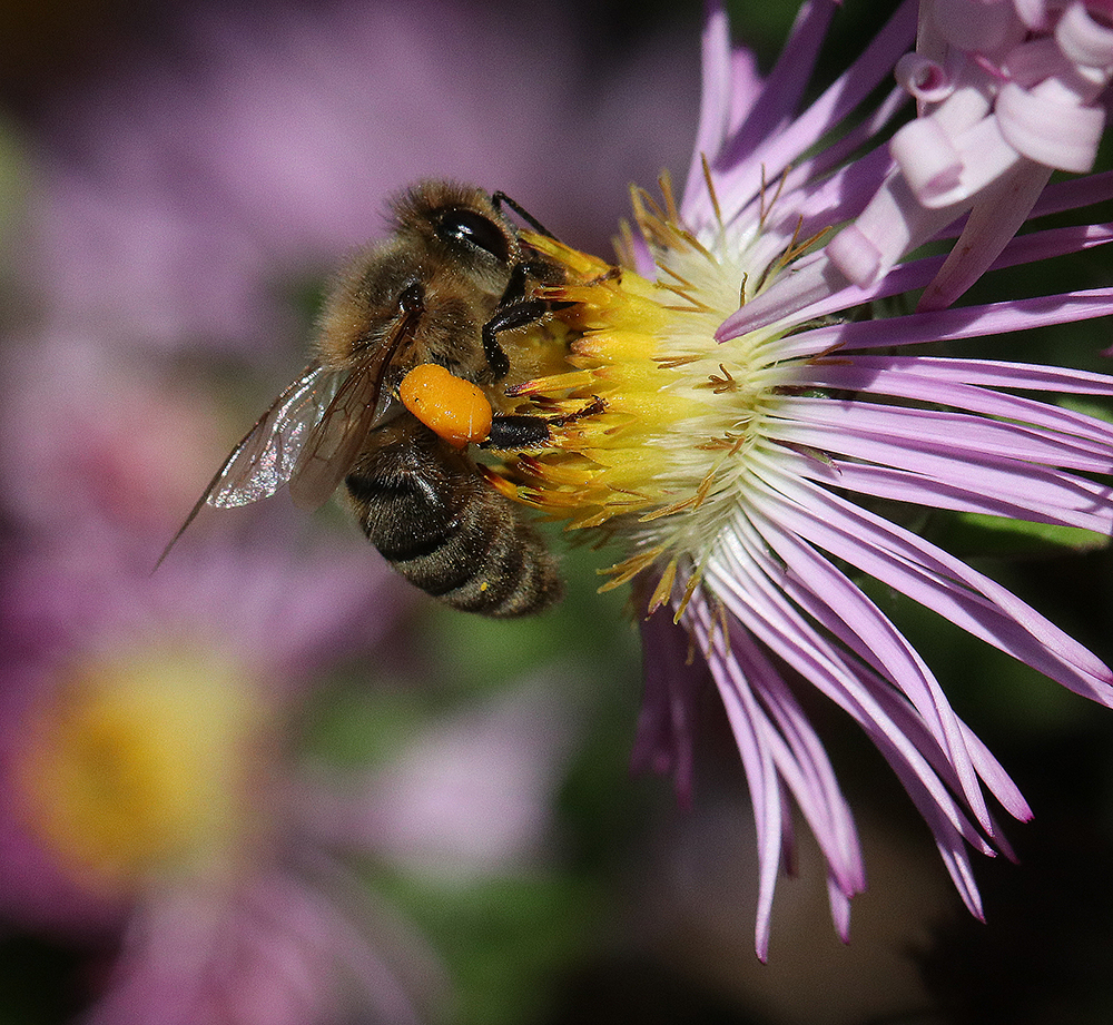 Honey bee on climbing aster.