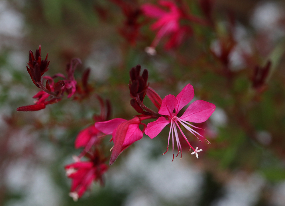 Spring-blooming 'Belleza Dark Pink' beeblossom reblooming in the fall. 