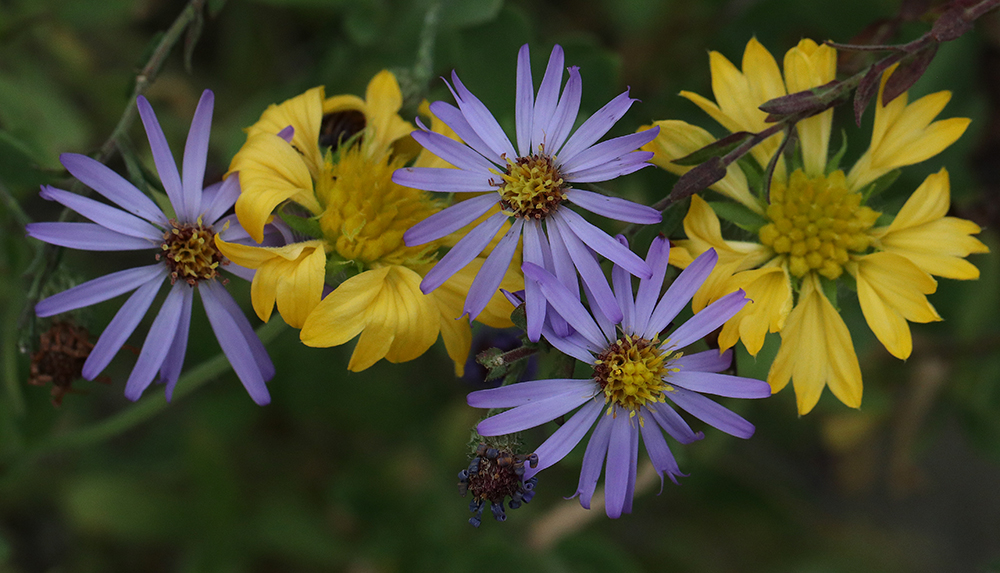 American clasping aster and lanceleaf blanketflower.