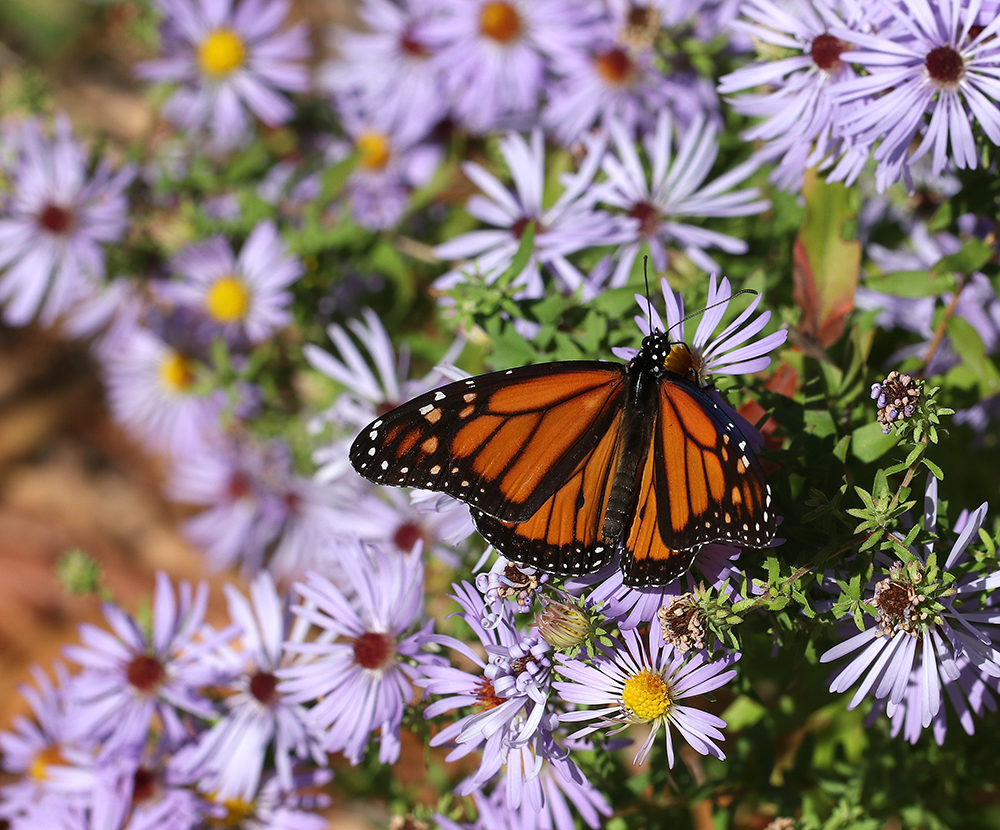 Monarch on skyblue aster