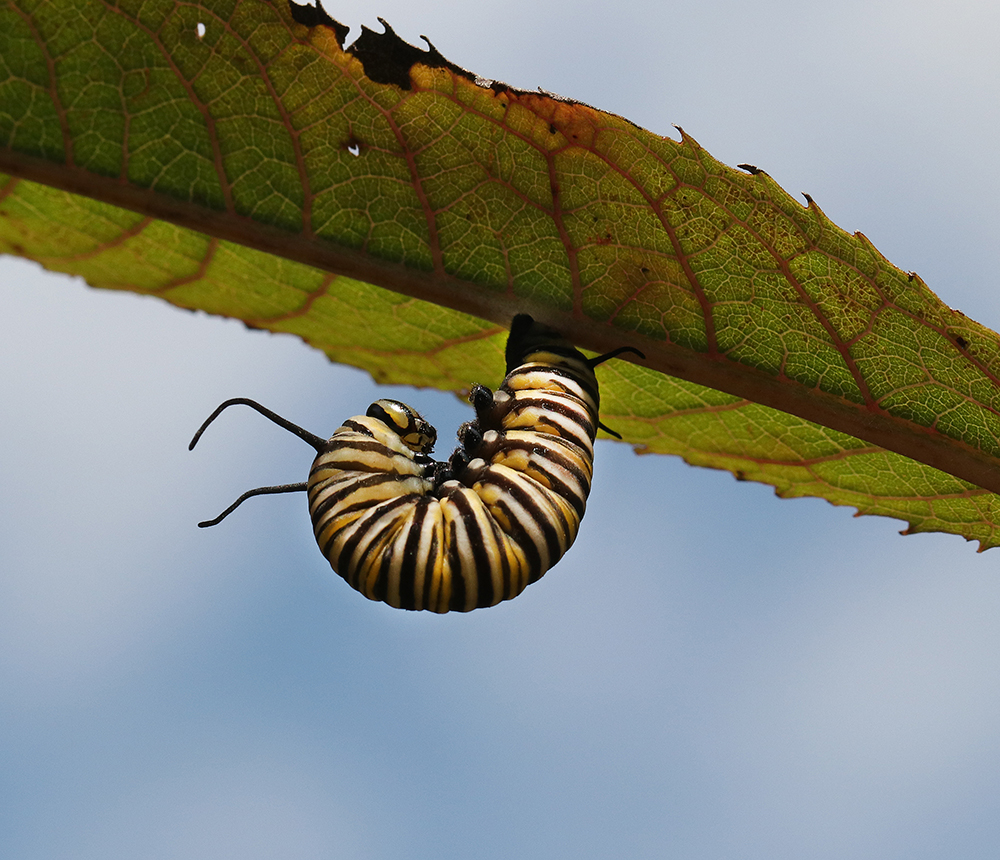 Monarch caterpillar preparing to pupate high up on giant ironweed