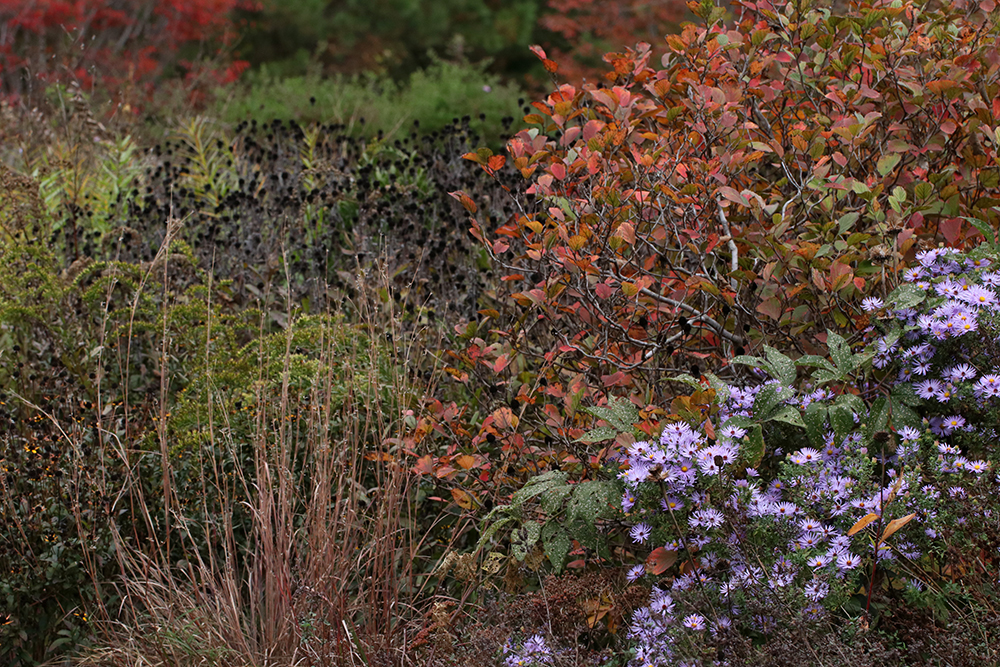 Fall color in one of the garden beds.