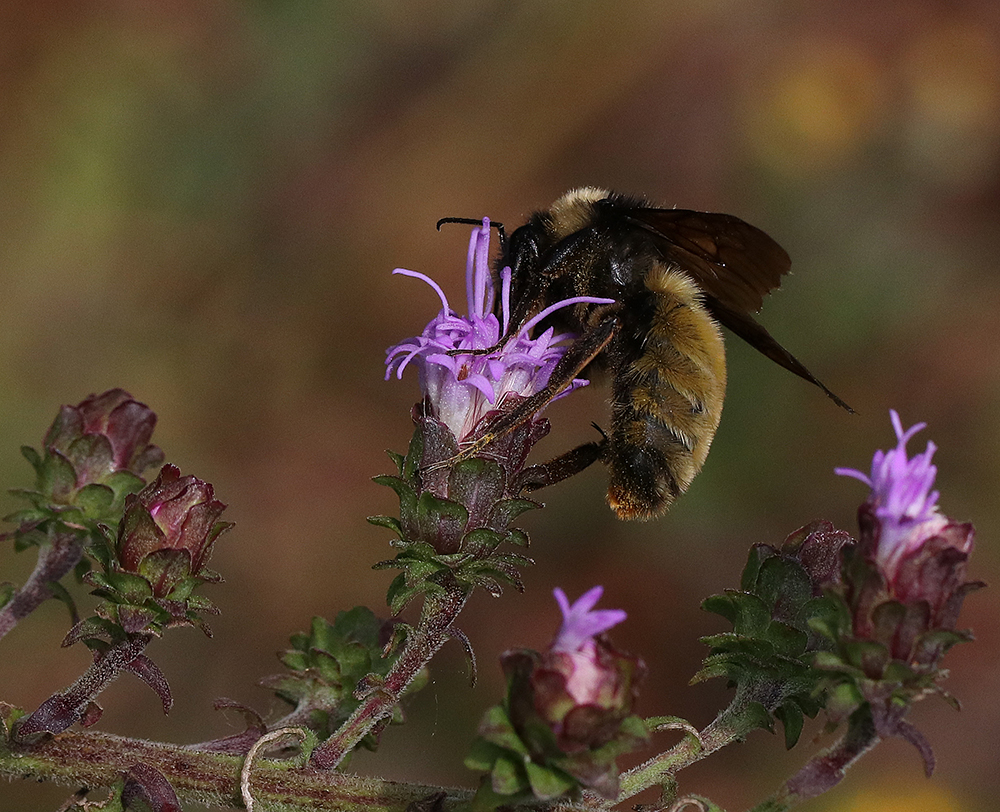 American bumble bee foraging on Appalachian blazing star. 
