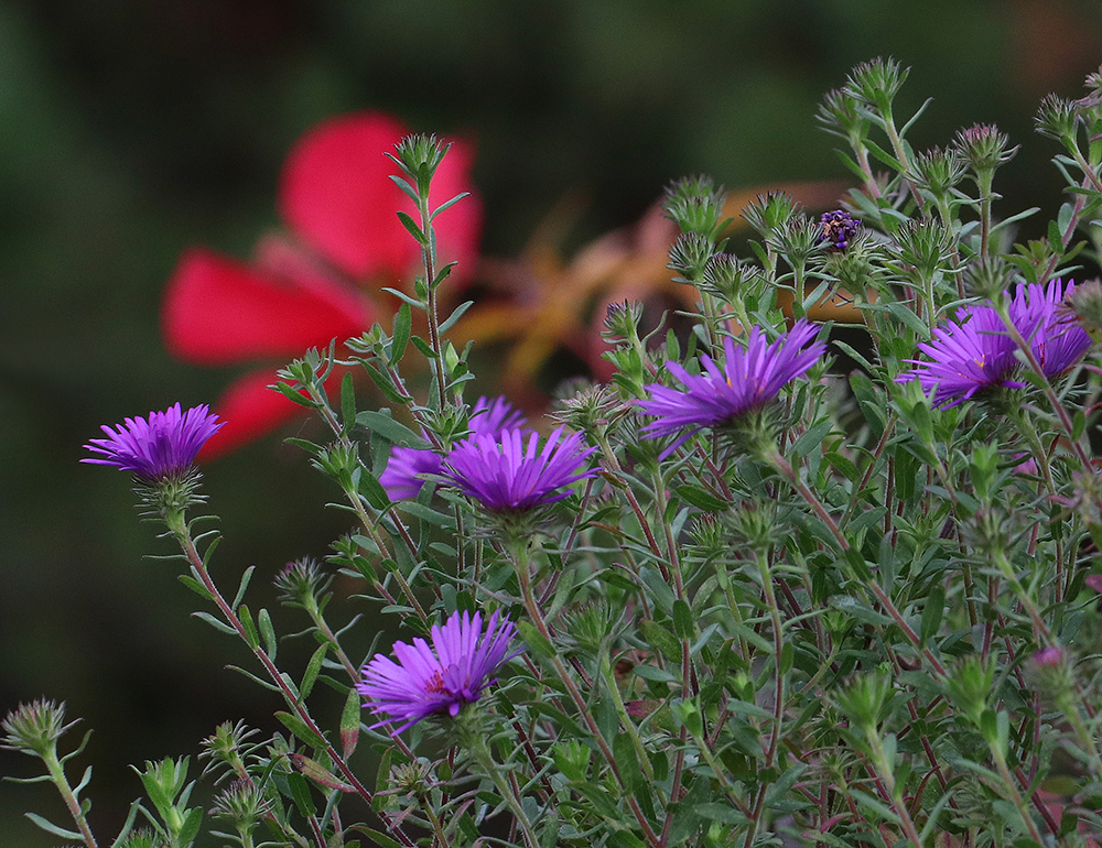 New England aster with rose mallow.