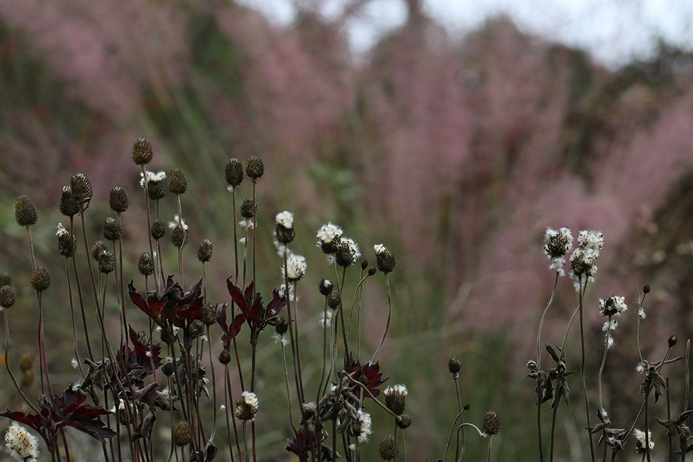 Cottony seedheads and ruby fall color of tall anemone in front of pink muhly grass. 