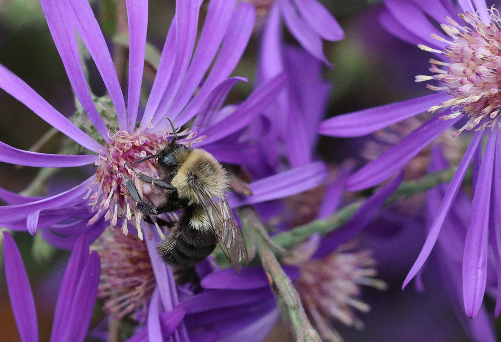 Bumble bee on Georgia aster, 
