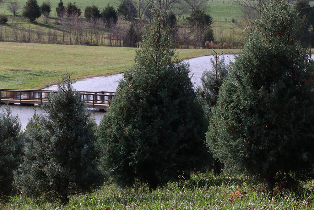 Phillips Farm Christmas Trees.