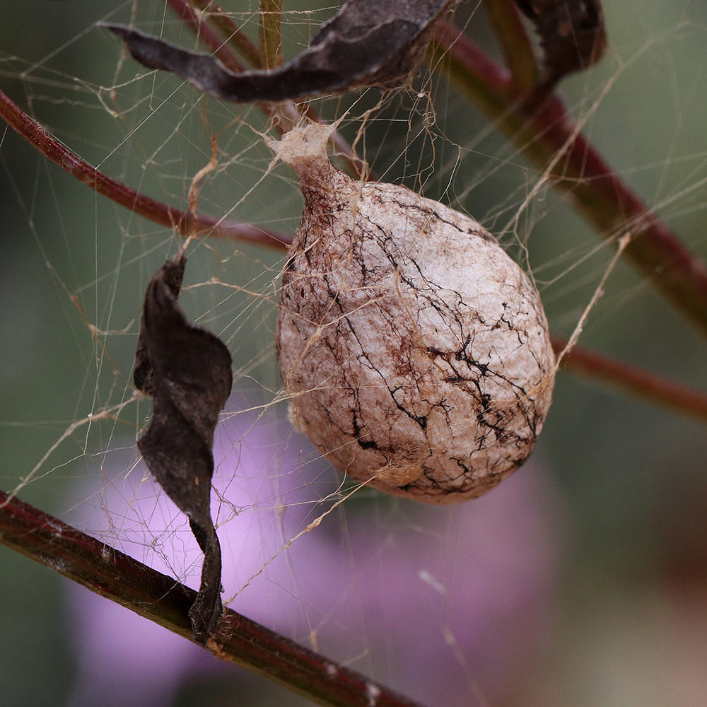 Egg sac of the Argiope writing spider on ironweed in the fall. 