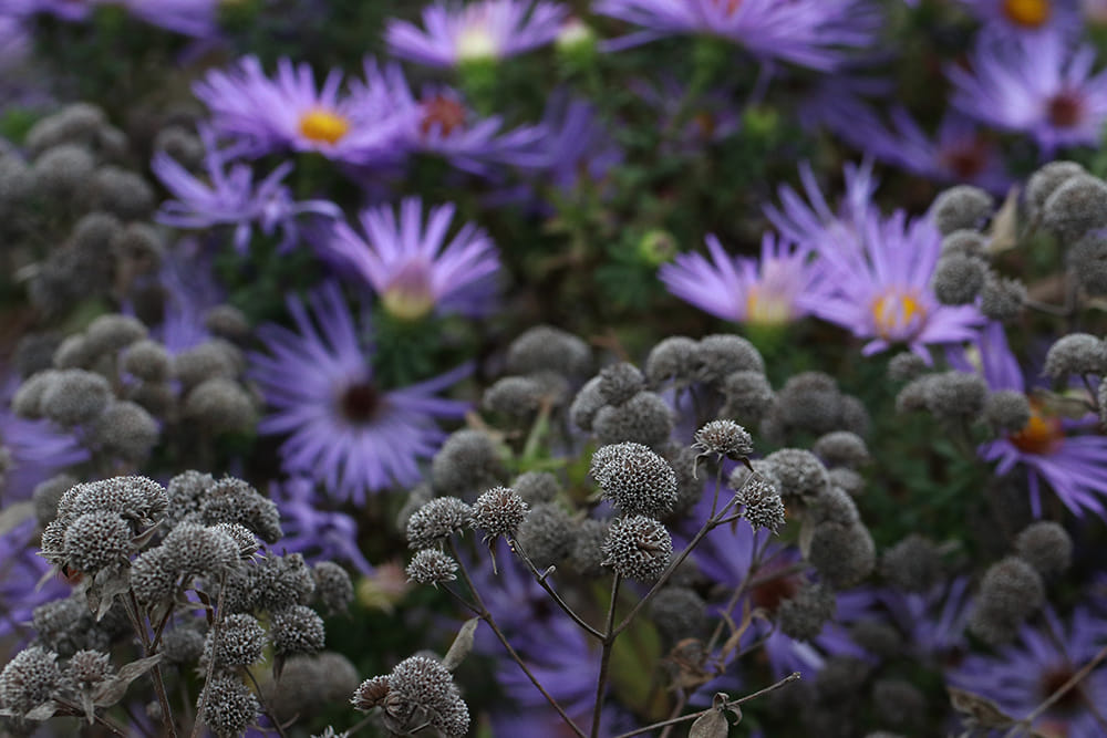 Aromatic aster with mountain mint seedheads.