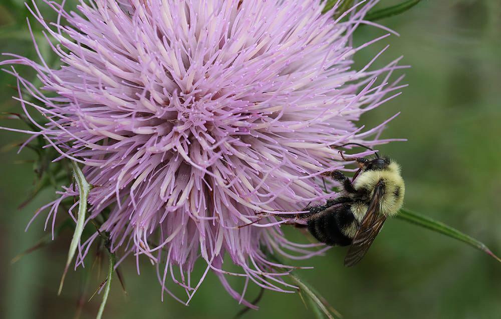 Bumble bee foraging on native field thistle. 