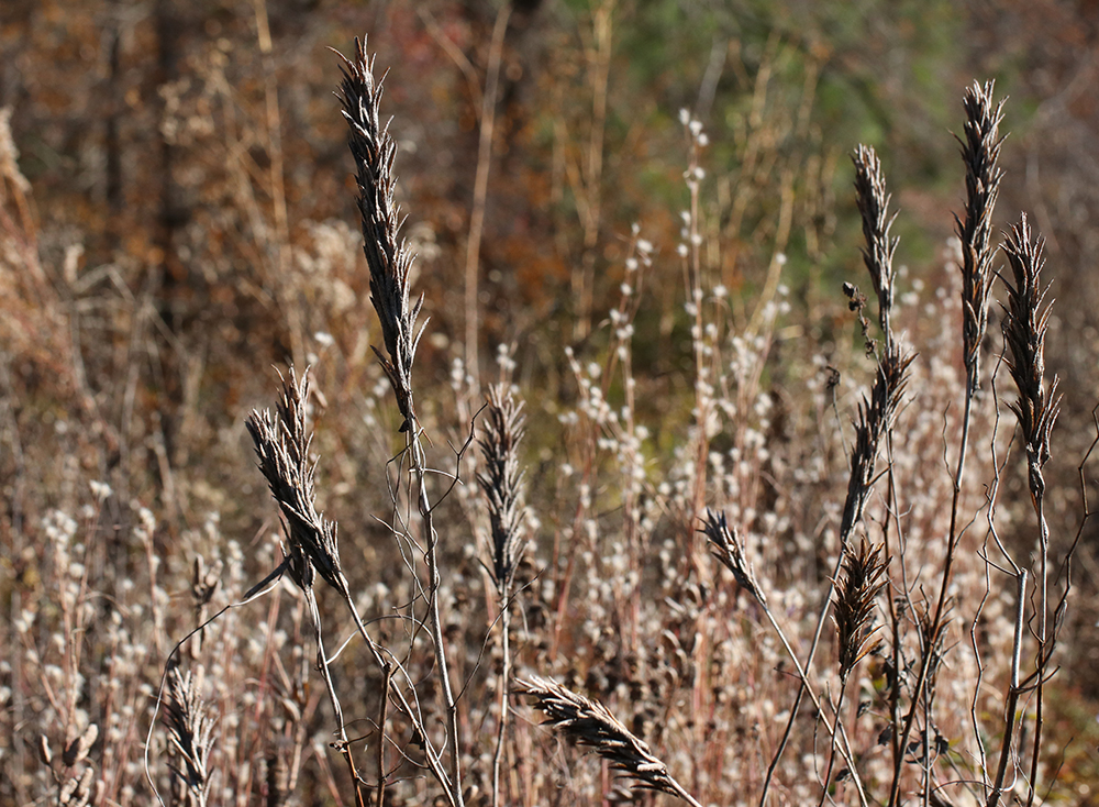 Towering seedpods of Carolina lupine against a backdrop of flowering splitbeard bluestem grass in the fall. 