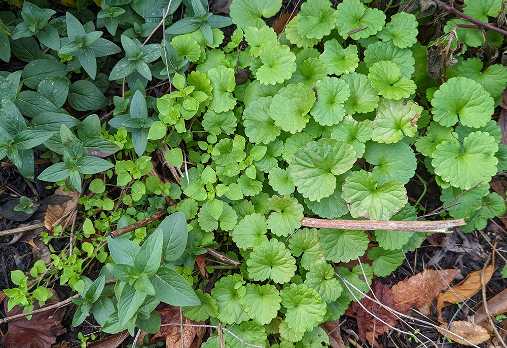 Mountain mint surrounded by chickweed and creeping charlie. 