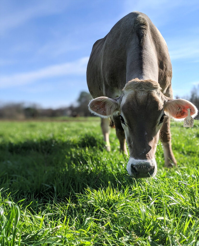 Brush Creek Farms grazing cow.