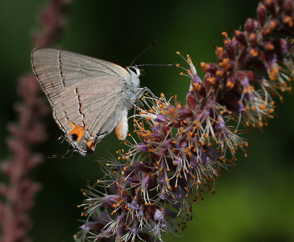 Gray hairstreak butterfly on dwarf indigo bush. 