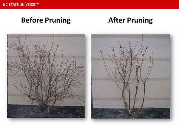 Photo of before and after blueberry bushes were pruned.