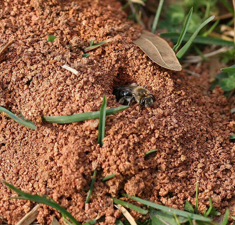 Solitary ground nesting Andrenid mining bee female provisioning her nest. 