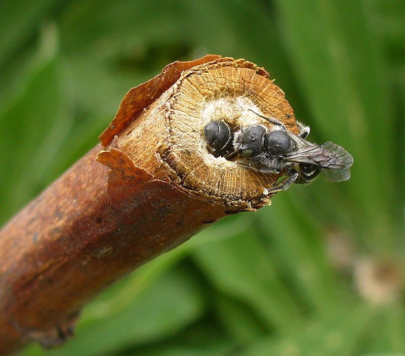 Hoplitis bee in stem