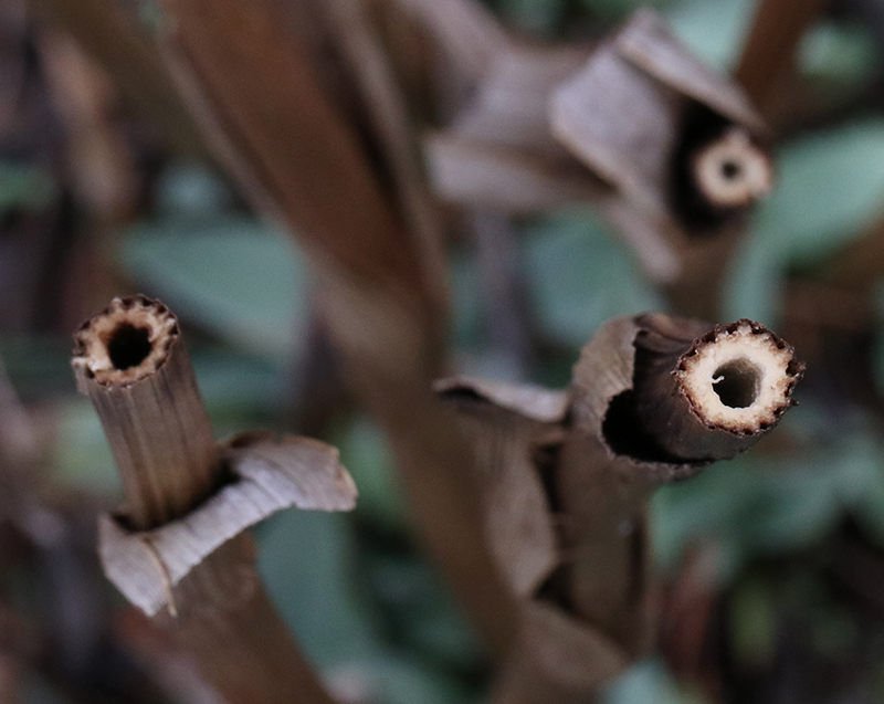 Close-up of hollow rattlesnake master stems after cutting. 