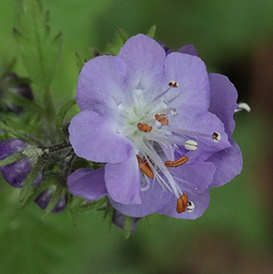 blue to violet lobed, prominent stamens; more or less one-sided raceme; petals not fringed.