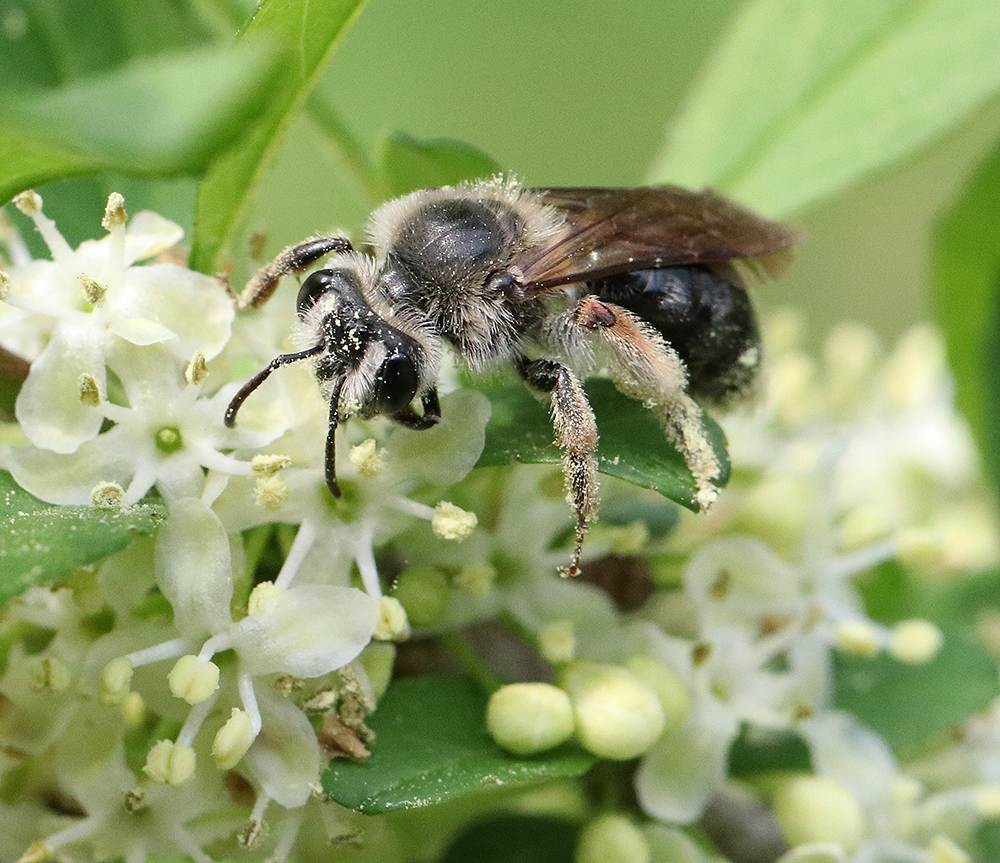 Mining bee (Andrena) on possumhaw.