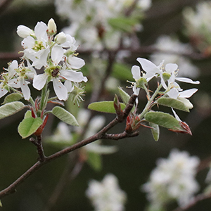 The plant has small white flowers from pink buds in spring.