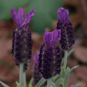 Dark purple flower spikes topped with four lighter purple bracts that resemble flags or ears.
