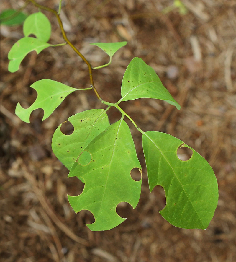 Leafcutter bees cut sections of leaves from shrubs and other plants to line their nest, often made in hollow plant stems. I have also seen leafcutter bees nest in water hoses!