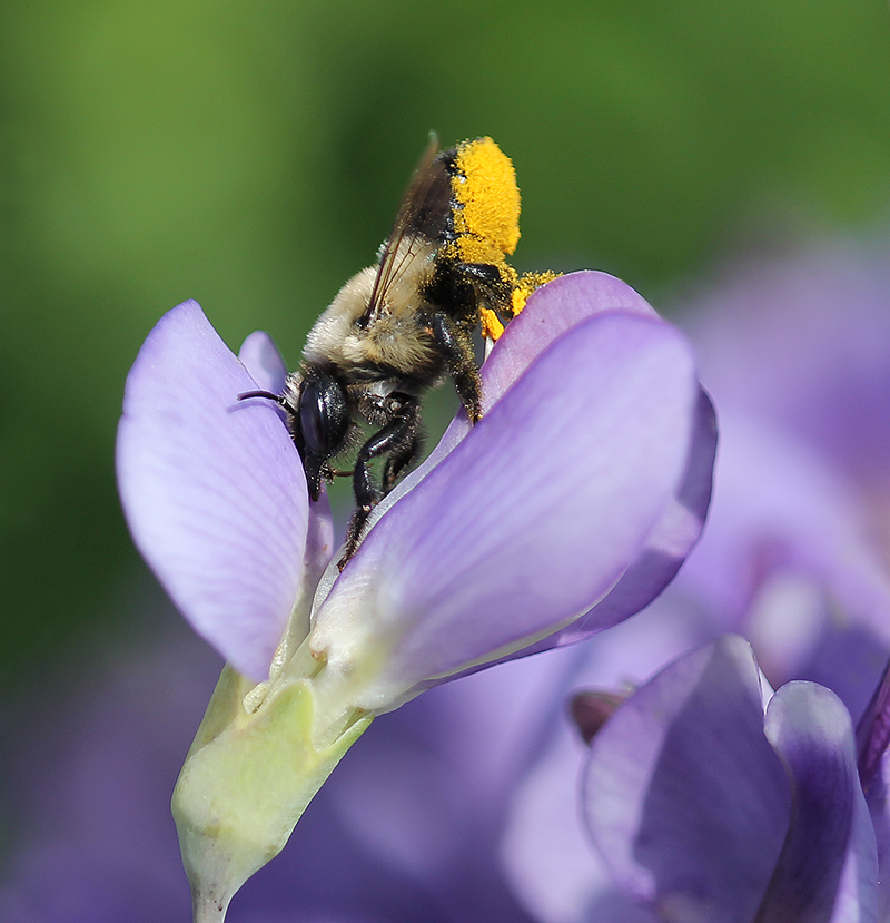 Leafcutter bee foraging on wild indigo in the spring. 