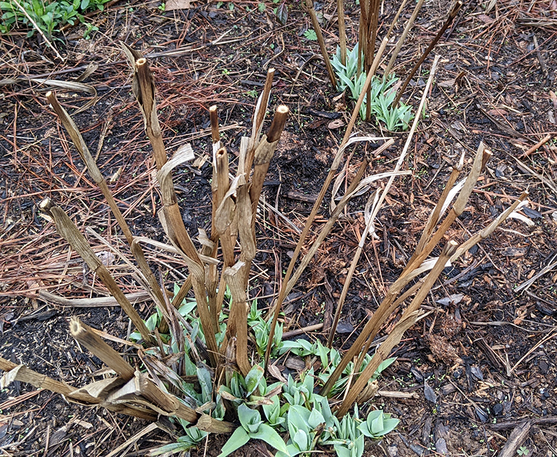 Rattlesnake master after stems are cut back to about 18 inches in early spring. 