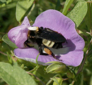 Emergency Bumble Bee Nest Relocation!