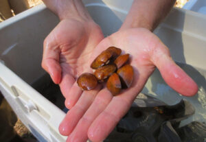 Atlantic pigtoe ready for release.