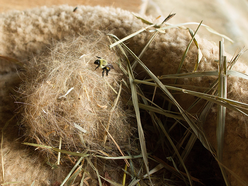 bumble bee nest in a cat bed