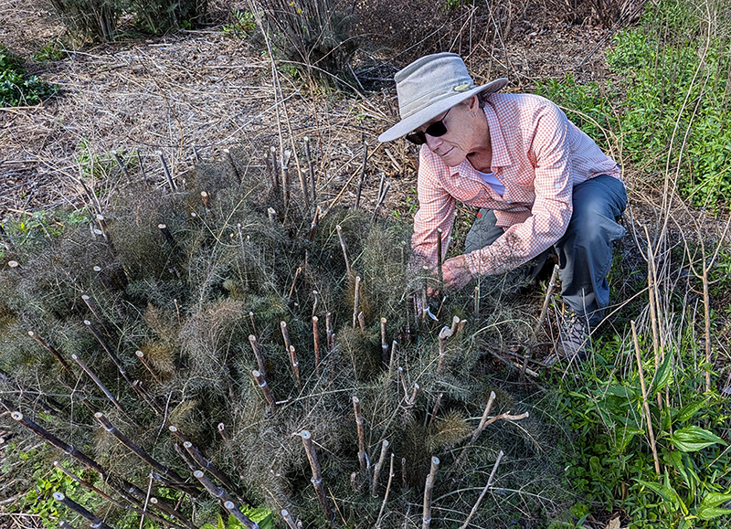 Chatham County Master Gardener Volunteer Kathy Morris harvests bronze fennel stems in early spring at the Pollinator Paradise Demo Garden. This garden is one of the research sites for a NCSU study. 